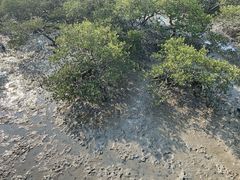 -北海金海湾红树林生态旅游区