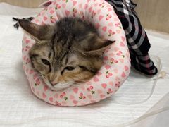 -北京观赏动物医院·24小时大型综合·猫专科·异宠专科