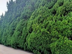 -上海市龙华烈士陵园