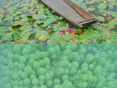 -三圣花乡旅游区