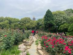 -红梅公园