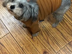 -志龙皇冠吃货椰子铺