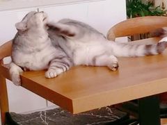 -平行世界·猫咖(首经贸店)