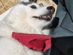 -Husky Go! 哈士奇体验馆·宠物咖啡厅狗咖