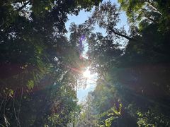 -莫里热带雨林景区