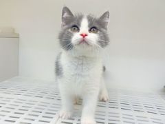 -lincat·猫舍(广州店)