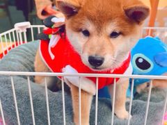 -佛山京华广场MALL