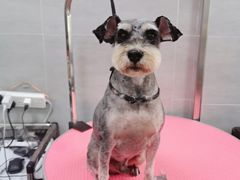 -宠福鑫康馨动物医院·骨科·眼科