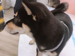 -浣熊柯尔鸭土拨鼠·电玩咖