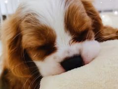 -宠福鑫康馨动物医院·骨科·眼科