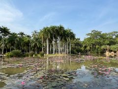 -中国科学院西双版纳热带植物园