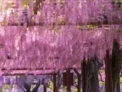 -嘉定紫藤园
