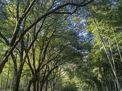 -杭州半山国家森林公园