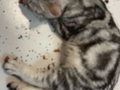 -毛绒耶耶撸宠馆·猫咖·狗咖·荷兰猪咖