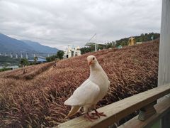 -瓷天下海丝谷