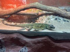 -上海大自然野生昆虫馆