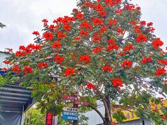 -三亚火车头万人海鲜广场