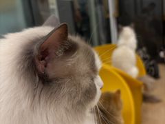 -有喵·猫咖·狗咖·30几只猫10只小狗(岗厦店)