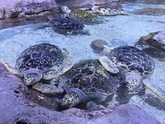 -南昌海洋公园
