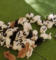 -萌宠亲子动物乐园(槐房万达店)