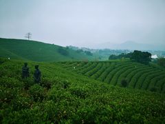 -帐篷客·溪龙茶谷度假酒店