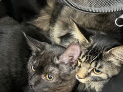-北京观赏动物医院·24小时大型综合·猫专科·异宠专科