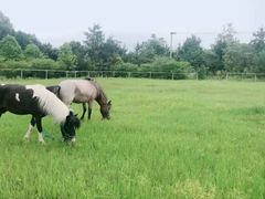 -重庆和泰马术俱乐部