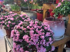-双季花艺园艺市场(浦东店)