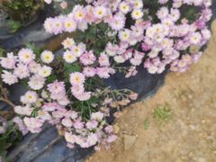 -贵州省植物园