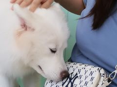 -怪兽屋·羊驼·猫咖·狗咖(俊华广场店)