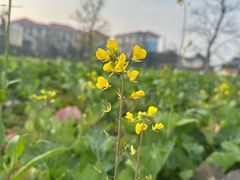 -中国天府农业博览园