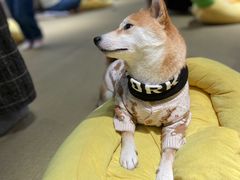 -逗柴咖啡屋·狗咖猫咖宠物桌游