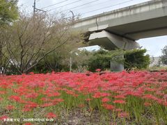 -羊山湖公园