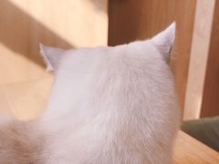 -猫腻·猫咖·撸猫馆(星光大道店)