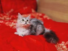 -FAELING PETS美天灵宠物(合生汇店)