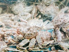 -宝燕海鲜(好爱店)
