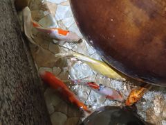 -秋香家韩式炭火烤肉(磐石路店)