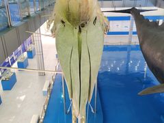 -上海海洋大学鱼文化博物馆(军工路校区)