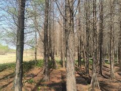 -溱湖国家湿地公园