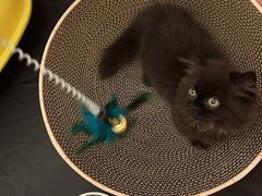 -momokira米努特·德文卷毛猫·棉花面纱犬