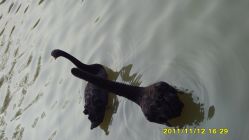 黑天鹅-金庭庄园酒店彩虹厅