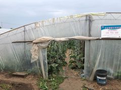 蔬菜棚-庞各庄翠芳园西瓜蔬菜基地采摘园