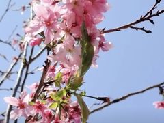 -天适樱花悠乐园