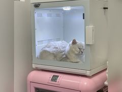 -山宅一喵德文卷毛猫舍