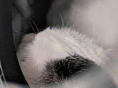 -达爱动物医院·犬猫分区·CT·复杂眼科(远洋山水分院)