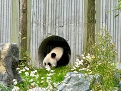 -卧龙中华大熊猫苑神树坪基地