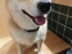 -是阿柴呀！柴犬咖啡·爱喵喵猫咖