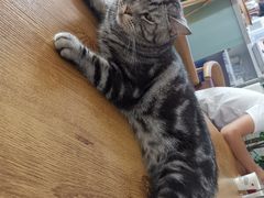 -平行世界·猫咖(首经贸店)