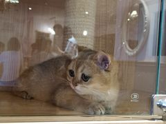 -猫猫幼稚园·撸猫·桌游·电玩