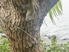 -西湖游船